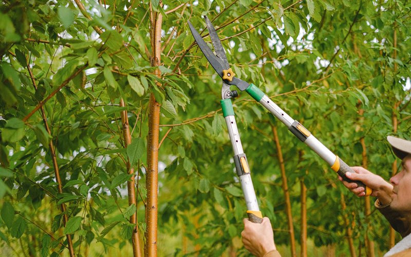 Tree trimming in Campton, KY